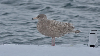 Glaucous Gull - Larus hyperborius - Gråmåge