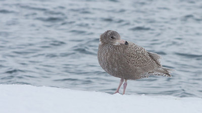 Glaucous Gull - Larus hyperborius - Gråmåge