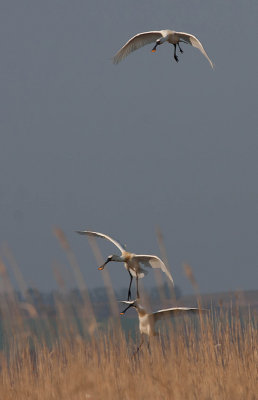 Spoonbill - Skestork - Platalea leucorodia