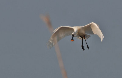 Spoonbill - Skestork - Platalea leucorodia