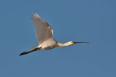 Spoonbill - Skestork - Platalea leucorodia