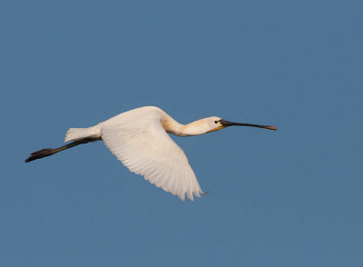 Spoonbill - Skestork - Platalea leucorodia