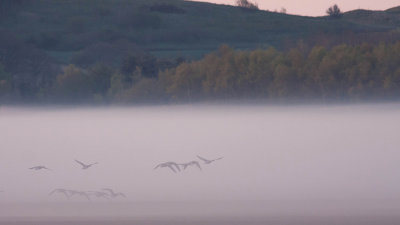 Greylag Goose - Grgs - Anser anser