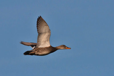 Gadwall male - Knarand han - Anas strepera