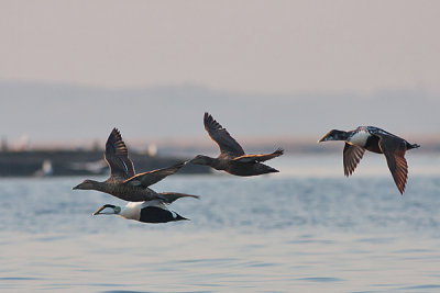 Common Eider - Edderfugl - Somateria molissima 