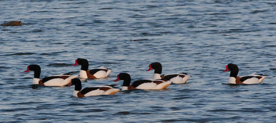 Shelduck - Gravand - Tadorna tadorna