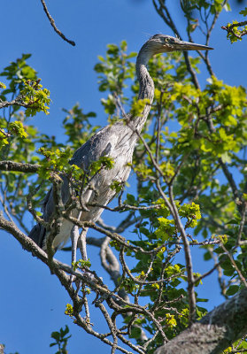 Grey Heron juv - Fiskehejre - Ardea cinerea