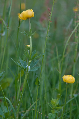 Globeflower - Trollius europaeus - Engblomme 