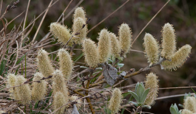 Wooly Willow - Uld-Pil - Salix lanata