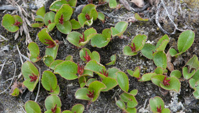 Herb Willow - Dvrgpil - Salix herbacea