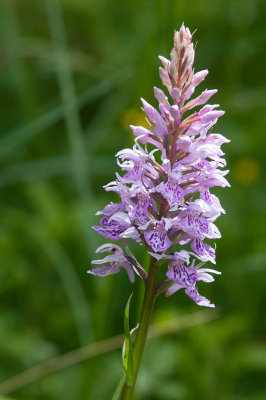 Heath Spotted Orchid - Plettet Ggeurt - Dactylorhiza macaluta