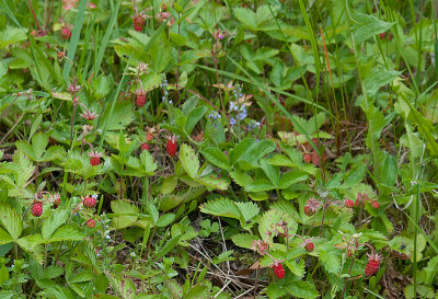 Wild Strawberry - Skov-Jordbr - Fragaria vesca