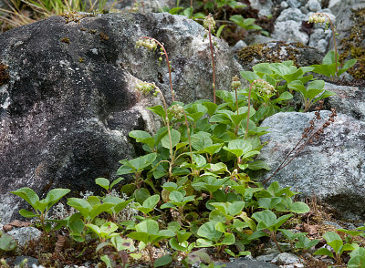 Nodding Wintergreen - Ensidig Vintergrn - Orthilia secunda ssp secunda