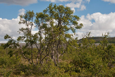 Fjeldbirk - Betula czerepanovii