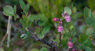 Bog Whortleberry - Almindelig Moseblle - Vaccinium uliginosum ssp uliginosum