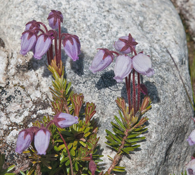 Mountain Heath - Bllyng - Phyllodoce caerulea