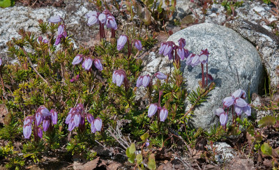 Mountain Heath - Bllyng - Phyllodoce caerulea