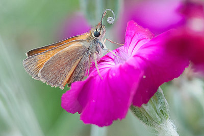 Stregbredpande - Thymelicus lineola