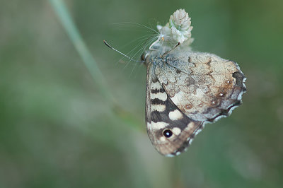 Specled Wood - Skovrandje -. Pararge aegeria