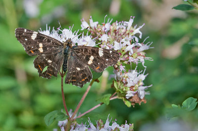 Map Butterfly - Araschina levana - Nældesommerfugl 2. generation