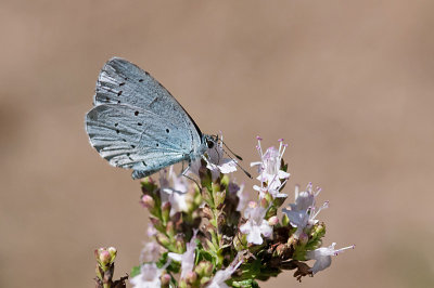 Holly blue - Skovblåfugl - Celastrina argiolus