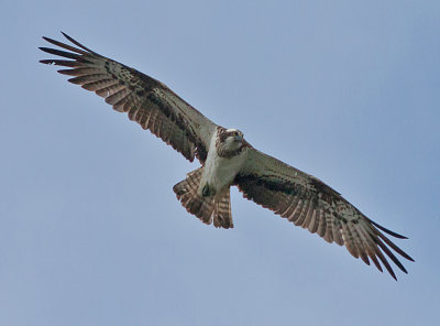 Osprey -Fiskern - Pandion haliaetus