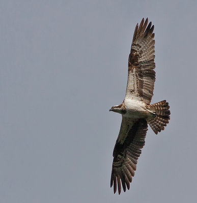 Osprey -Fiskern - Pandion haliaetus