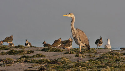 Grey Heron juv - Fiskehejre - Ardea cinerea