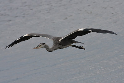 Grey Heron juv - Fiskehejre - Ardea cinerea