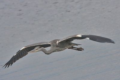 Grey Heron juv - Fiskehejre - Ardea cinerea