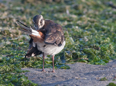 Lapwing - Vibe - Vanellus vanellus