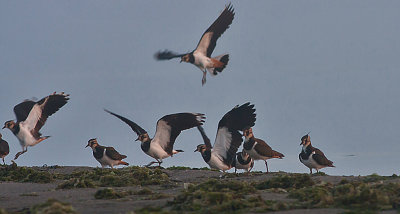 Lapwing - Vibe - Vanellus vanellus