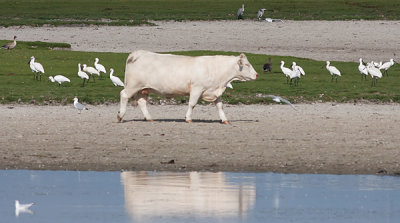 Spoonbill - Skestork- Platalea leucorodia