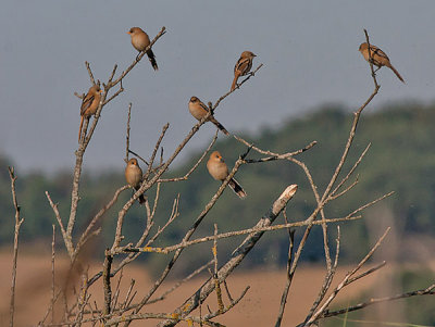 Bearded Tit - Skgmejse - Panurus biarmicus