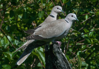 Colared Dove - Tyrkerdue - Streptopelia decaoto