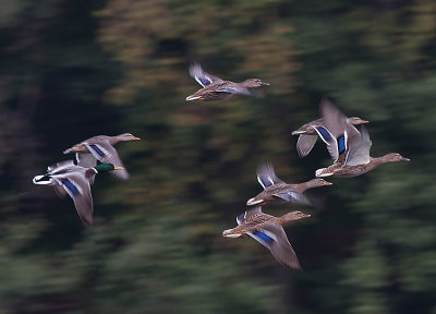 Mallard - Grand  - Anas platyrhynchos