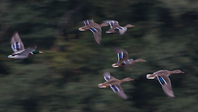 Mallard - Grand  - Anas platyrhynchos