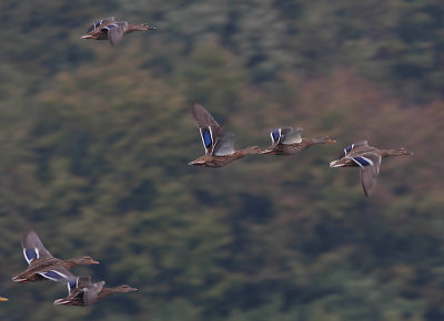 Mallard - Grand  - Anas platyrhynchos