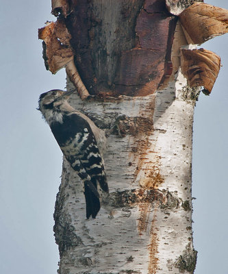 Danish Woodpeckers and Owls