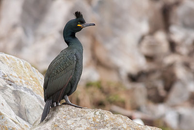 Shag - Topskarv - Phalacrocorax aristotelis