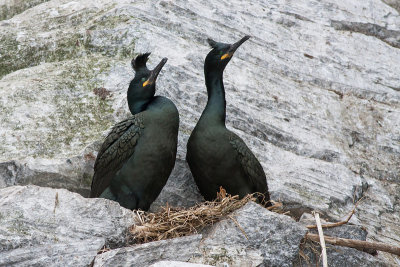 Shag - Topskarv - Phalacrocorax aristotelis