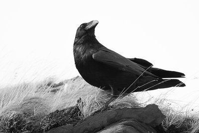 Raven - Ravn - Corvus corax