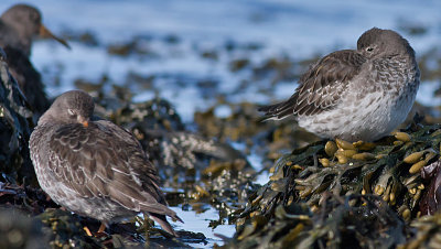 Purple Sandpiper - Sortgr Ryle - Calidris maritima