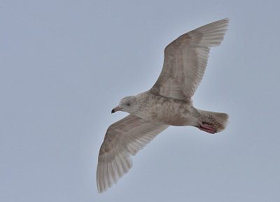 Glaucous Gull - Grmge - Larus hyperboreus