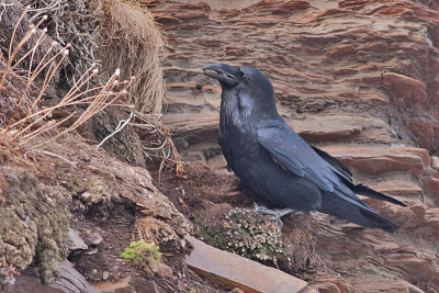 Raven - Ravn - Corvus corax