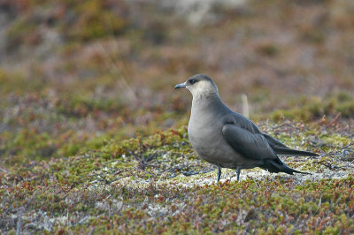 Trip to Varanger and Finland 2004 - Birds