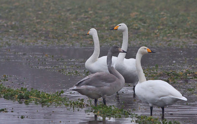 Whooper Swan - Sangsvane - Cygnus cygnus