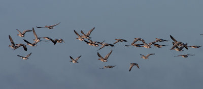 Pink-footed Goose - Kortnbbede gs - Anser brachyrhunchus