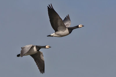 Barnacle Goose - Bramgs - Branta leucopsis