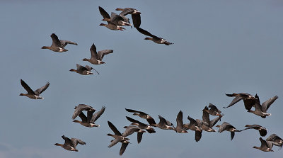 Pink-footed Goose - Kortnbbede gs - Anser brachyrhunchus